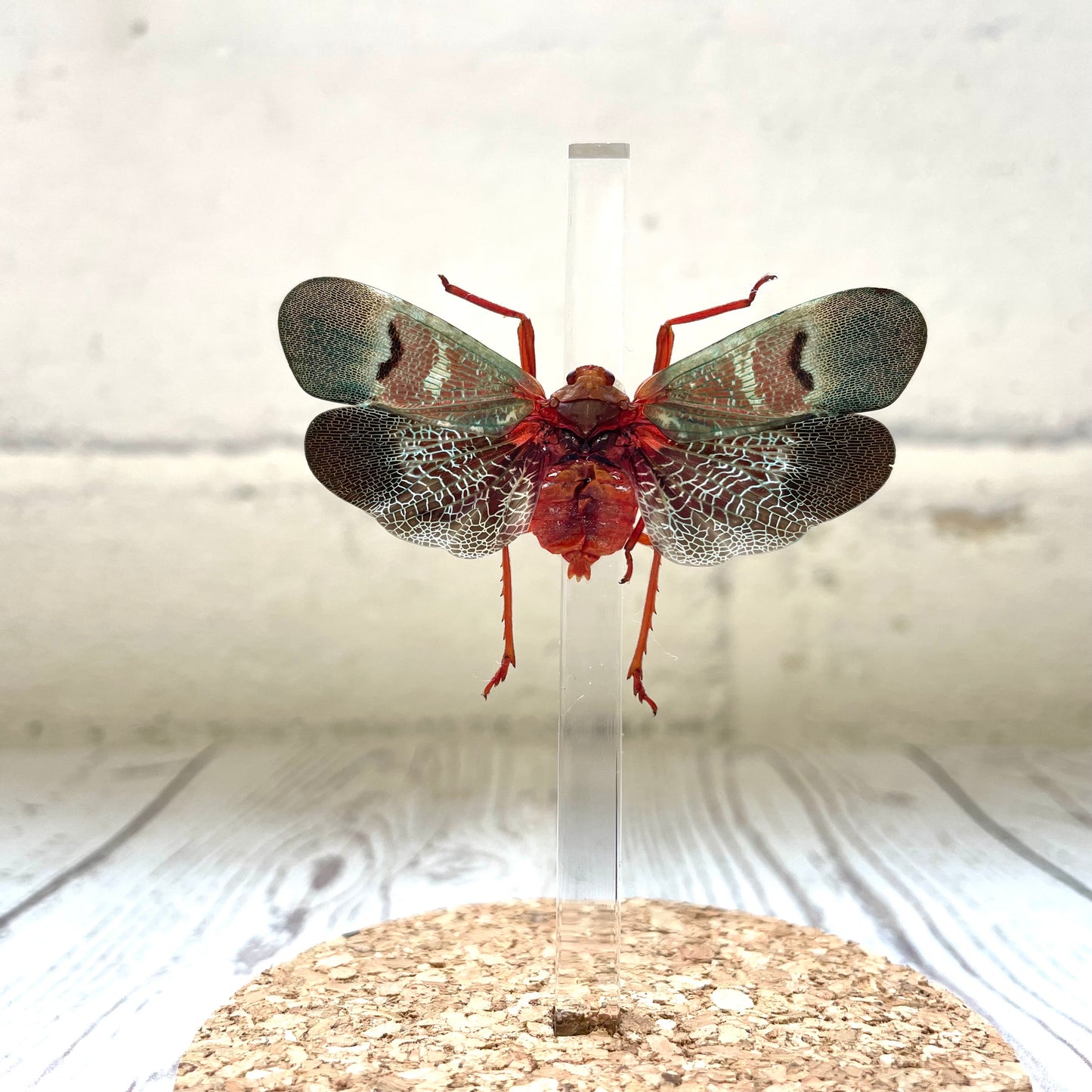 Lantern Fly (Scamandra castanea) Cicada Glass Bell Cloche Dome Display Jar Insect