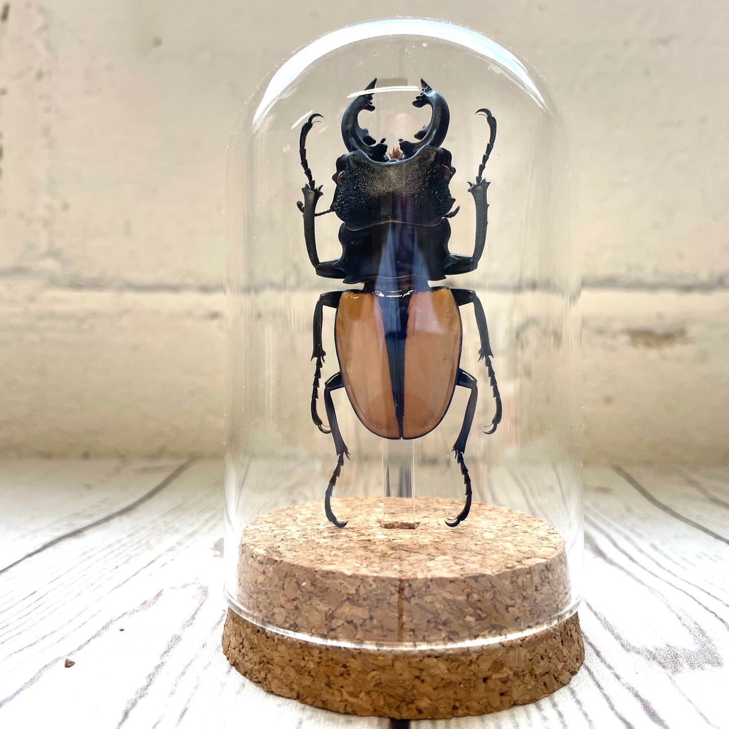 Orange Stag Beetle (Odontolabis ludekingi) in Glass Bell Cloche Dome Display Jar Insect