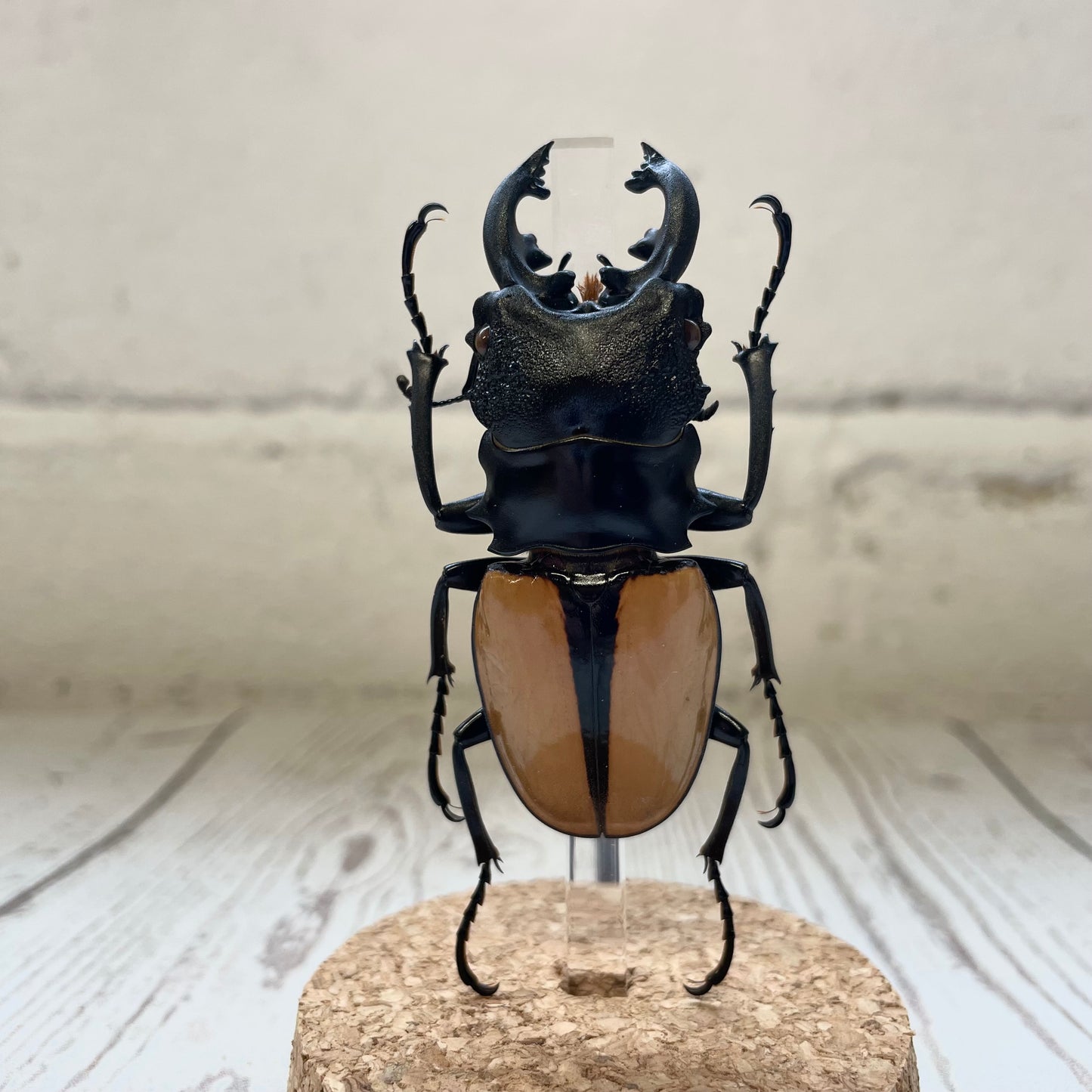 Orange Stag Beetle (Odontolabis ludekingi) in Glass Bell Cloche Dome Display Jar Insect