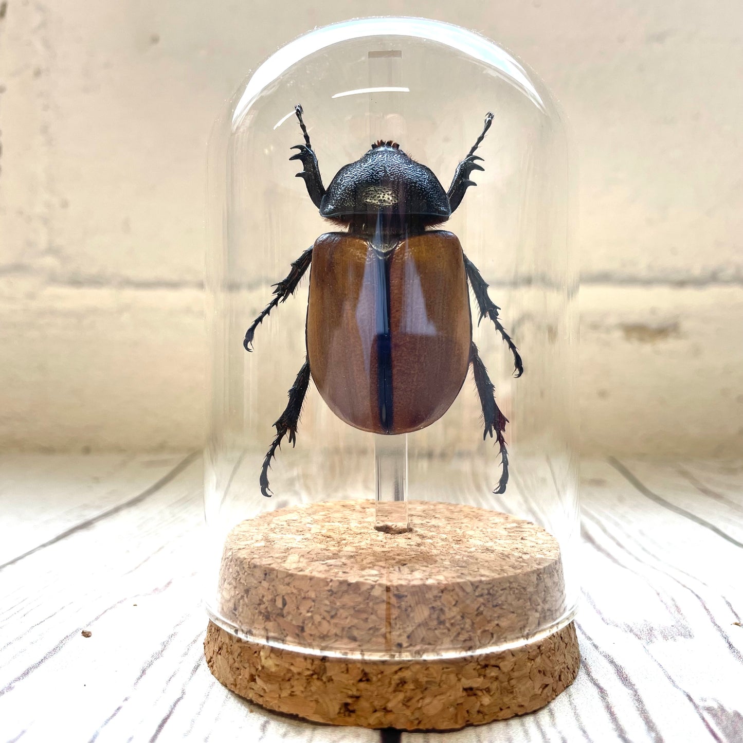 Female Scarab Beetle (Eupatorus gracilicornis) in Glass Bell Cloche Dome Display Jar Insect