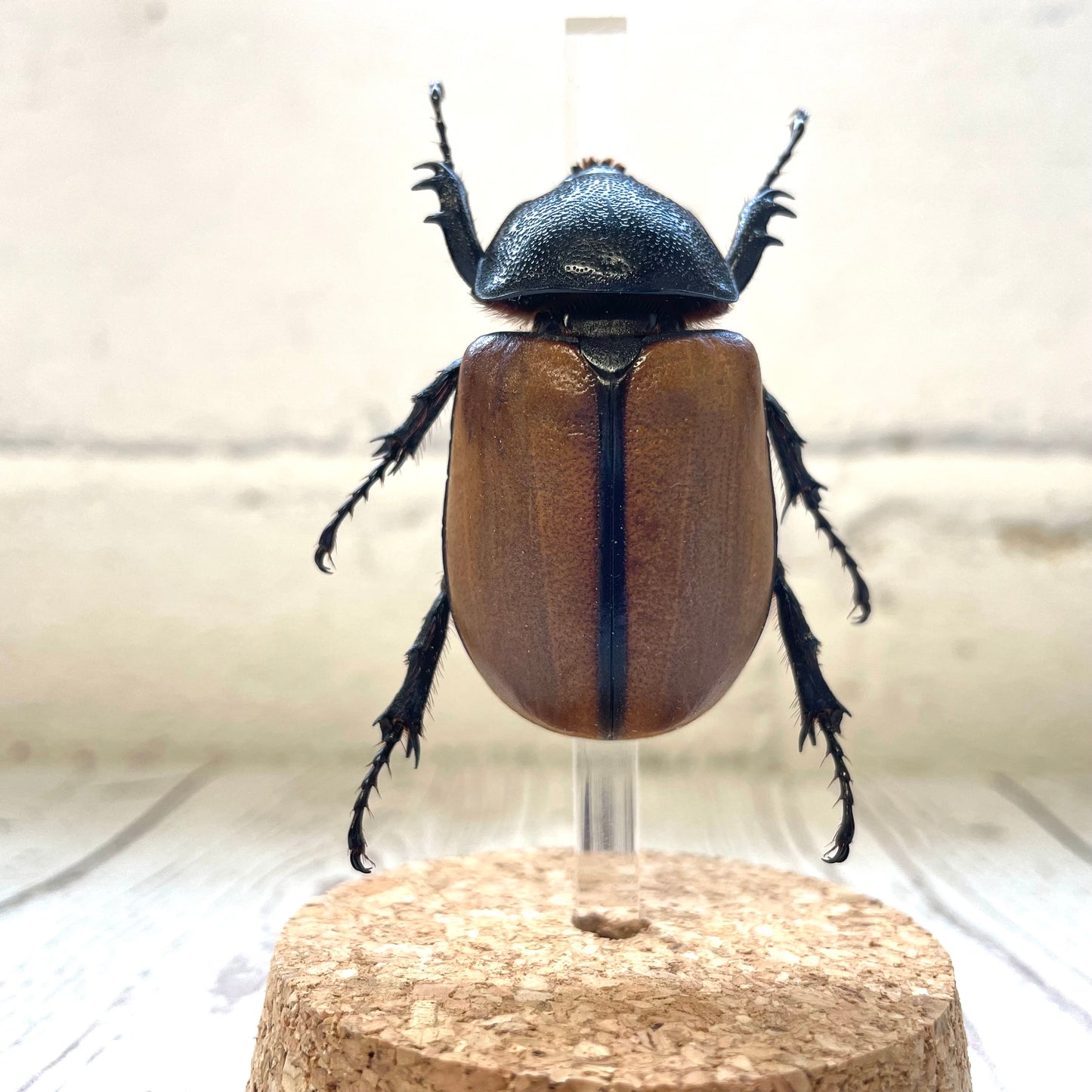 Female Scarab Beetle (Eupatorus gracilicornis) in Glass Bell Cloche Dome Display Jar Insect