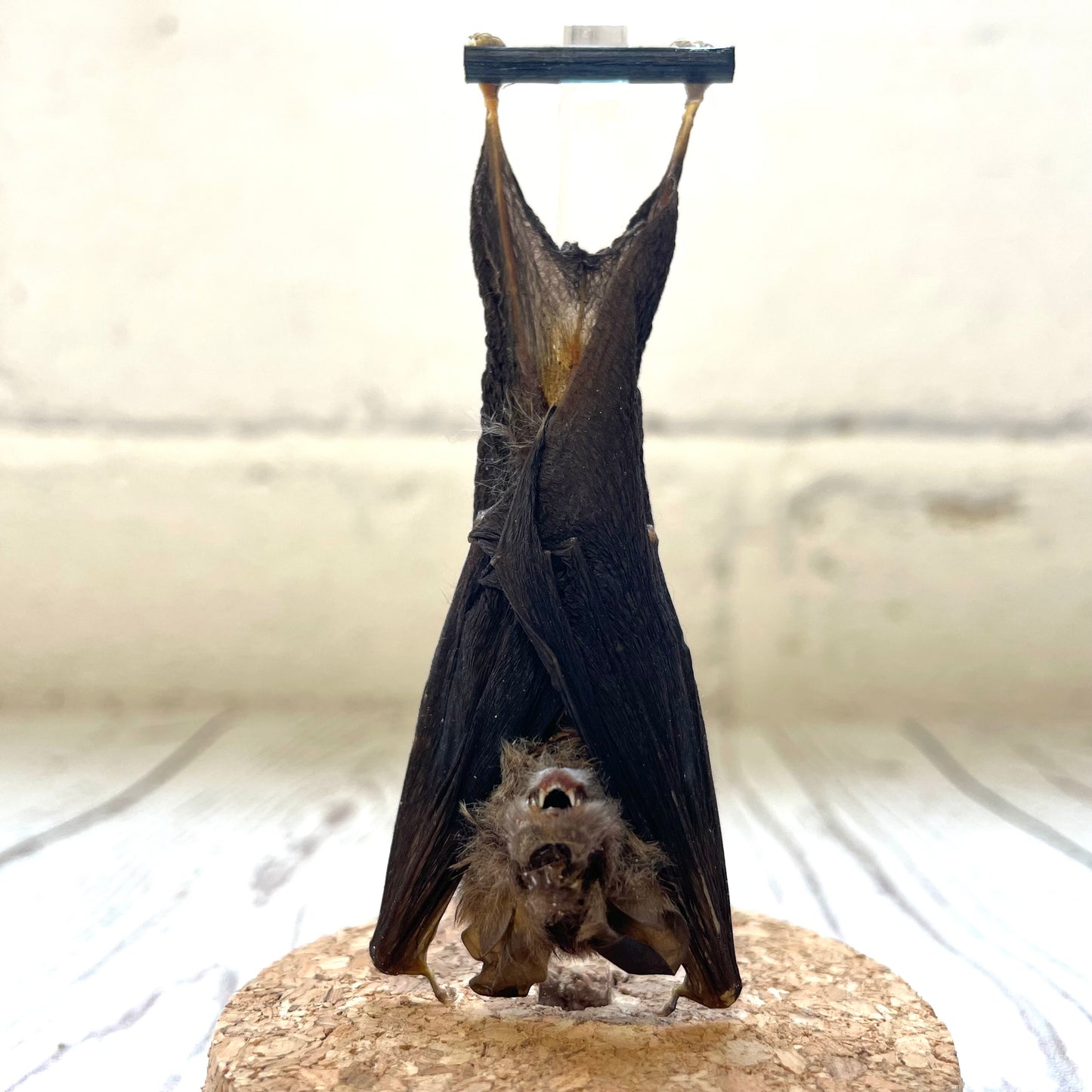 Kuhl's Pipistrelle Bat (Pipistrellus kuhlii) Hanging Glass Bell Cloche Dome Display Jar