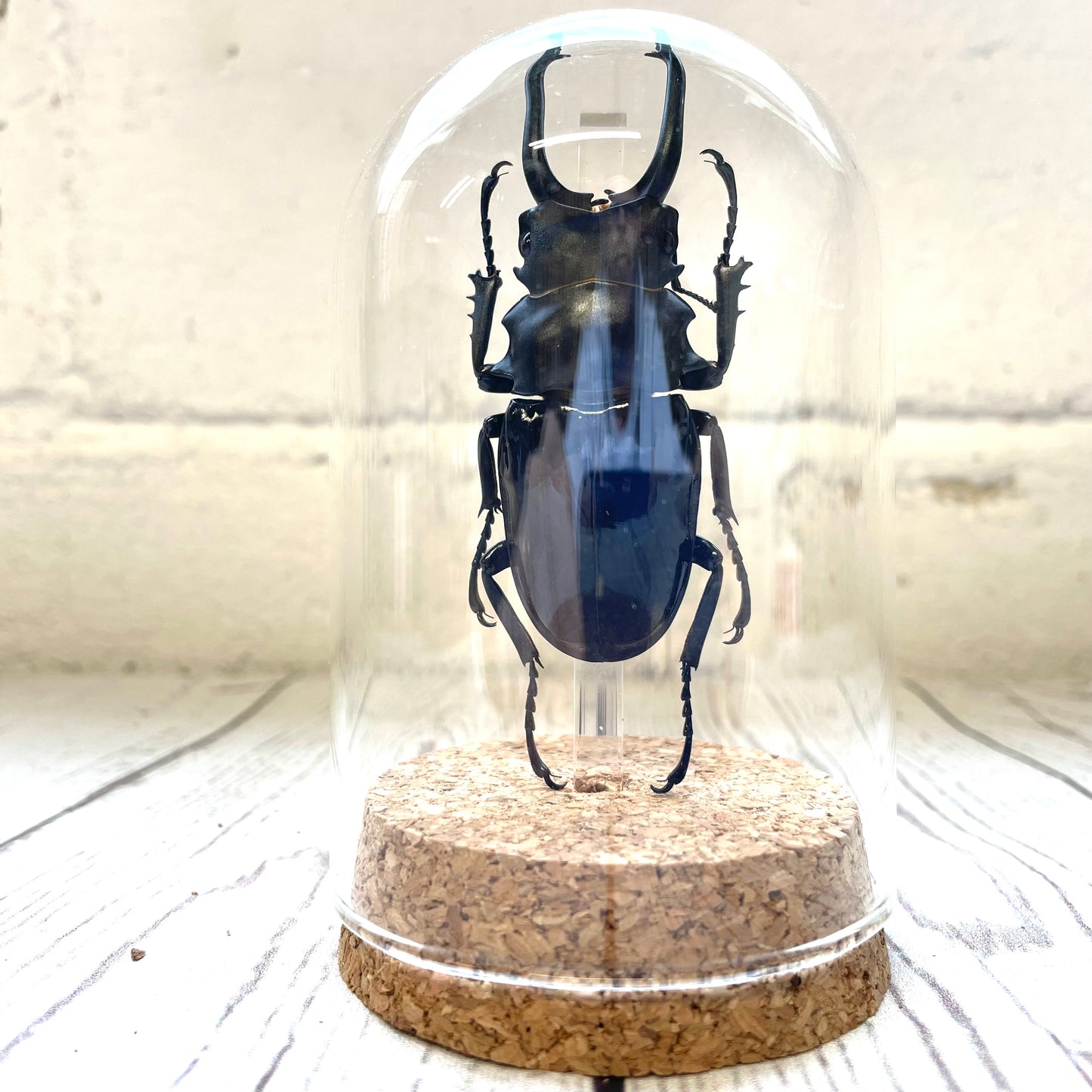 Black Stag Beetle (Odontolabis dalmani) Glass Bell Cloche Dome Display Jar Insect