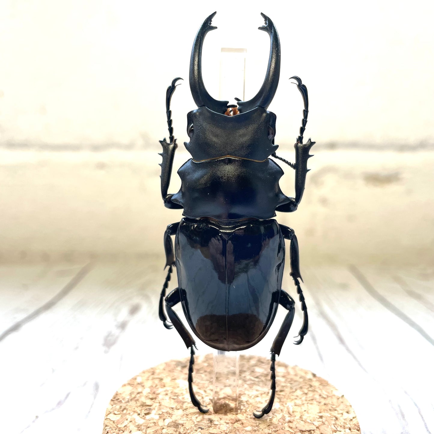 Black Stag Beetle (Odontolabis dalmani) Glass Bell Cloche Dome Display Jar Insect