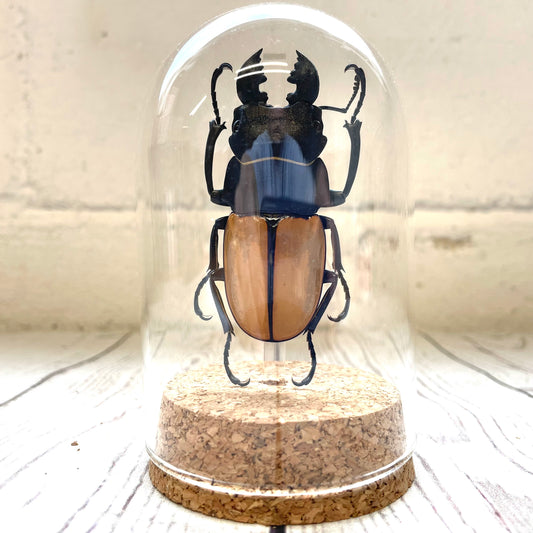 Stag Beetle (Odontolabis castelnaudi) Glass Bell Cloche Dome Display Jar Insect