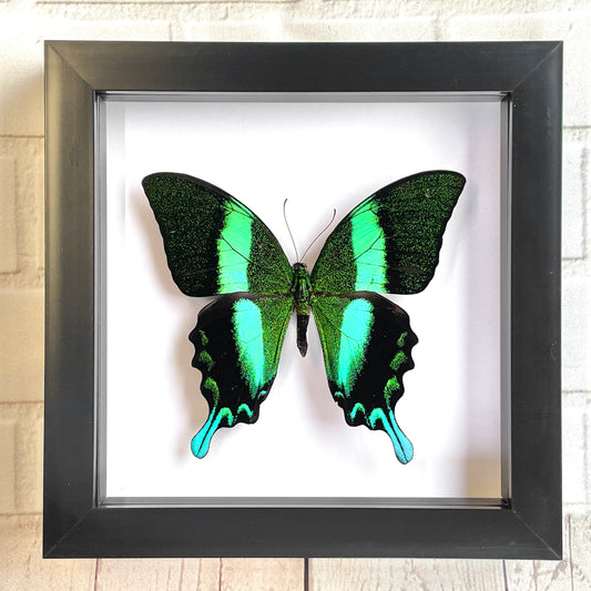 Green Peacock Swallowtail Butterfly (Papilio blumei) Deep Shadow Box Frame Display Insect Bug