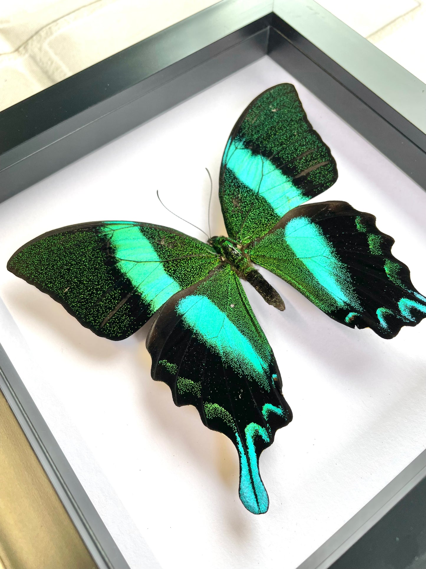 Green Peacock Swallowtail Butterfly (Papilio blumei) Deep Shadow Box Frame Display Insect Bug