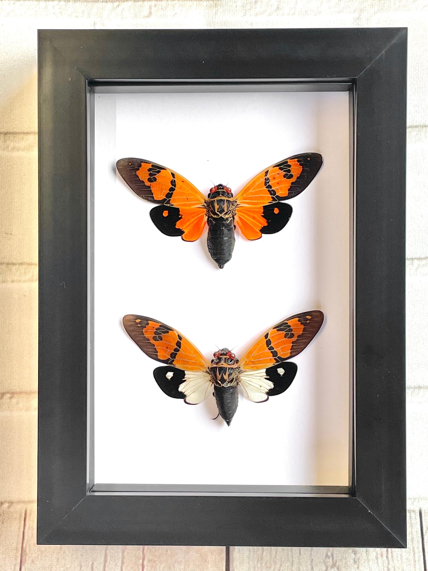 Cicada Pair (Gaeana festiva) in Shadow Box Frame Display Beetle Bug Insect