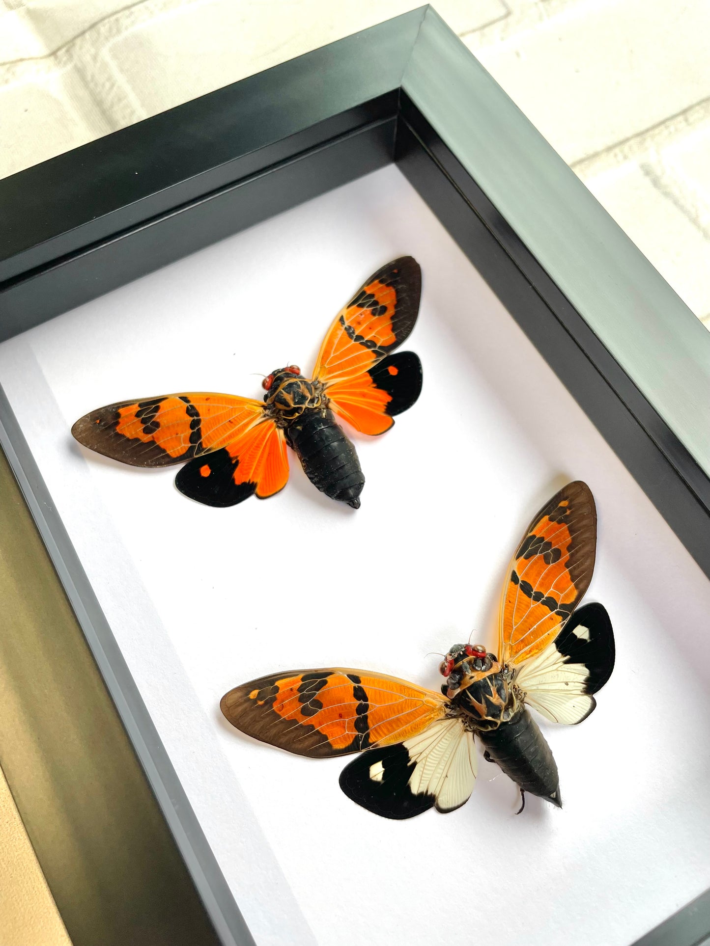 Cicada Pair (Gaeana festiva) in Shadow Box Frame Display Beetle Bug Insect