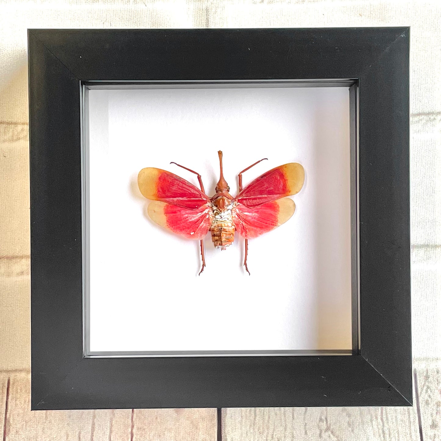 Blood Red Lanternfly (Pyrops hamdjahi) Cicada Deep Shadow Box Frame Display Insect Bug