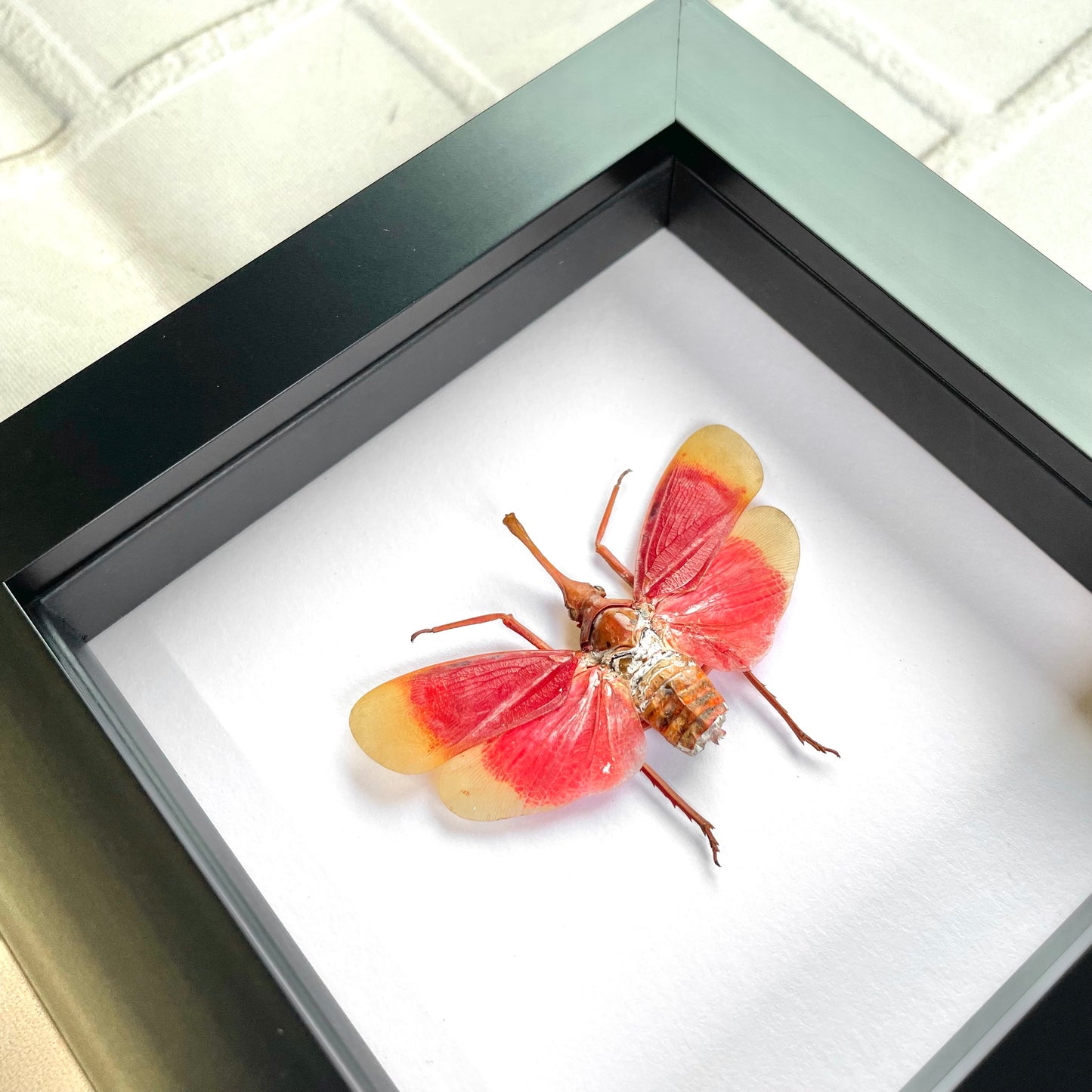 Blood Red Lanternfly (Pyrops hamdjahi) Cicada Deep Shadow Box Frame Display Insect Bug