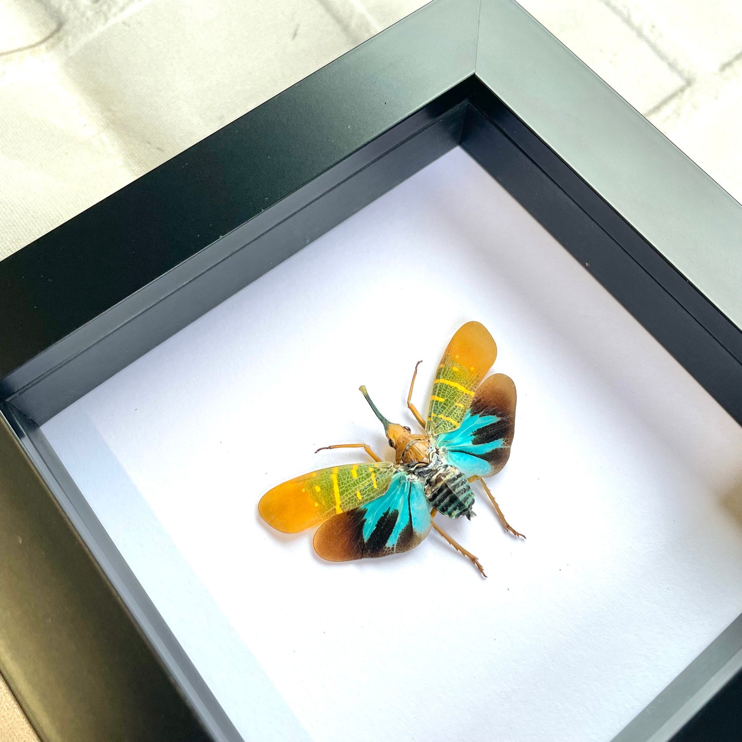 Lanternfly (Saiva transversolineata) Cicada Shadow Box Frame Display Insect