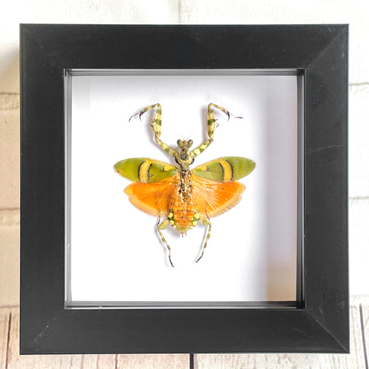 Banded Flower Mantis (Theopropus elegans) Deep Shadow Box Frame Display Beetle Insect Bug