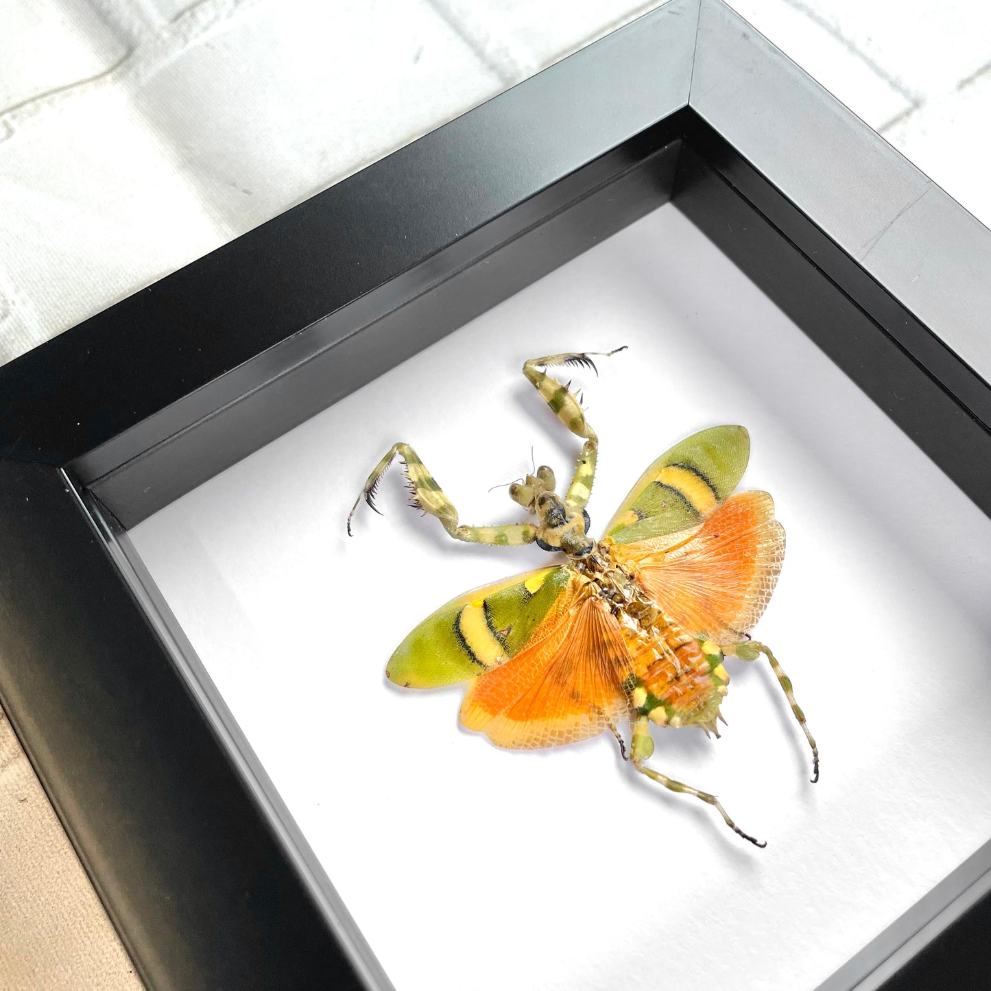 Banded Flower Mantis (Theopropus elegans) Deep Shadow Box Frame Display Beetle Insect Bug