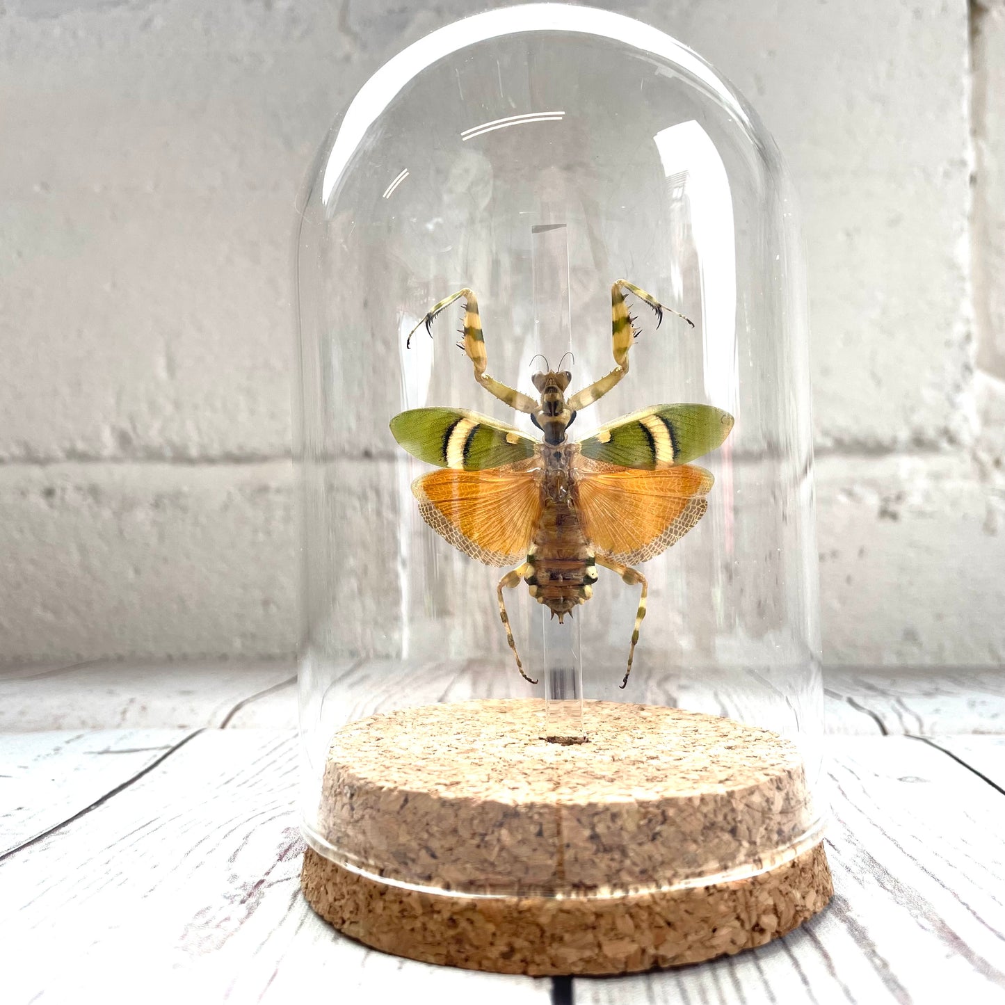 Banded Flower Mantis (Theopropus elegans) in Glass Bell Cloche Dome Display Jar Insect