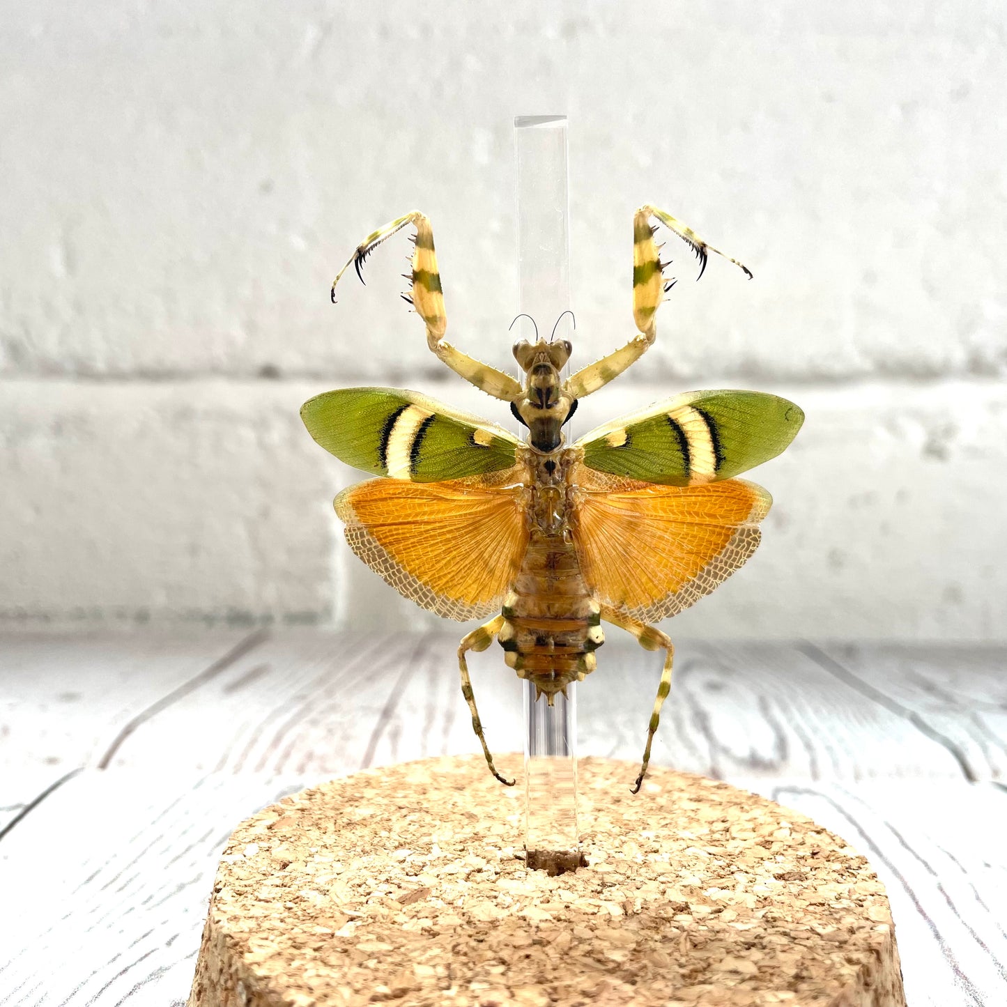 Banded Flower Mantis (Theopropus elegans) in Glass Bell Cloche Dome Display Jar Insect