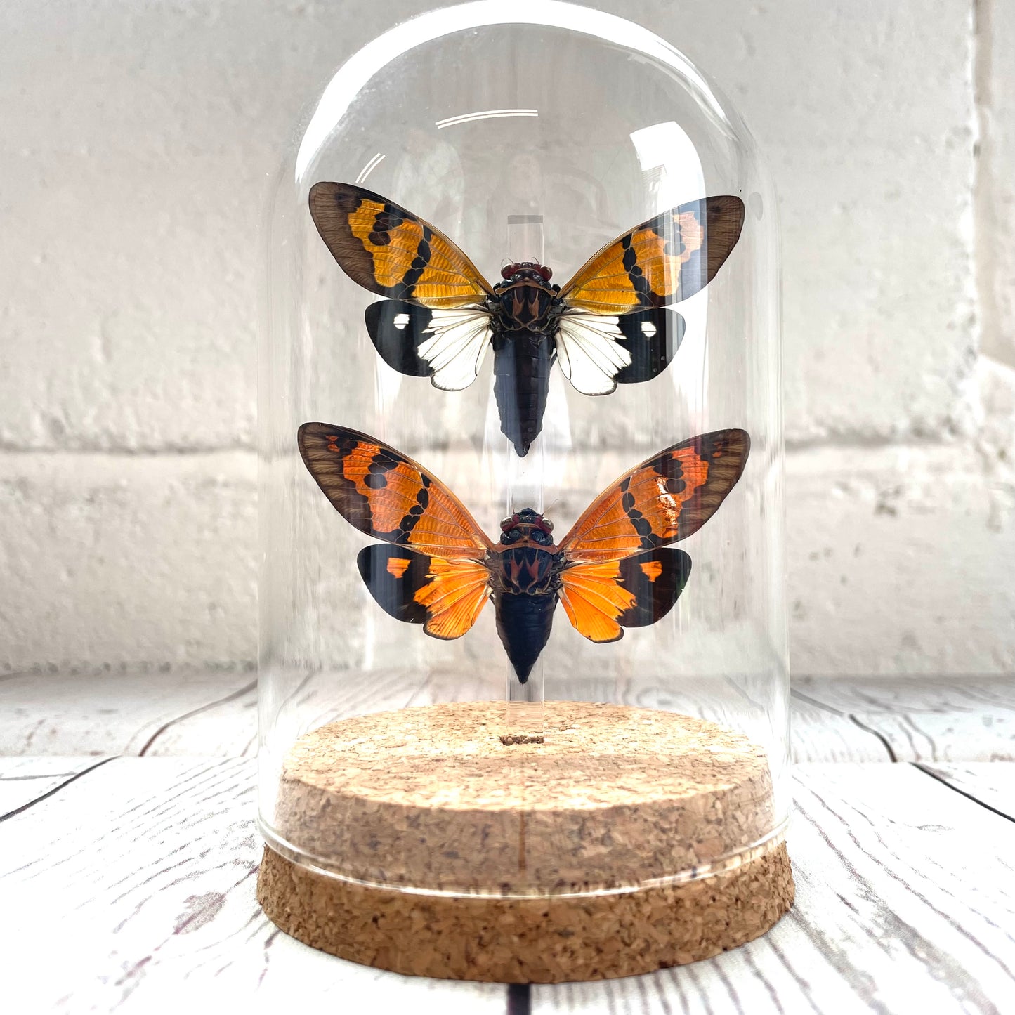 Cicada Pair (Gaeana festiva) in Glass Bell Cloche Dome Display Jar Insect