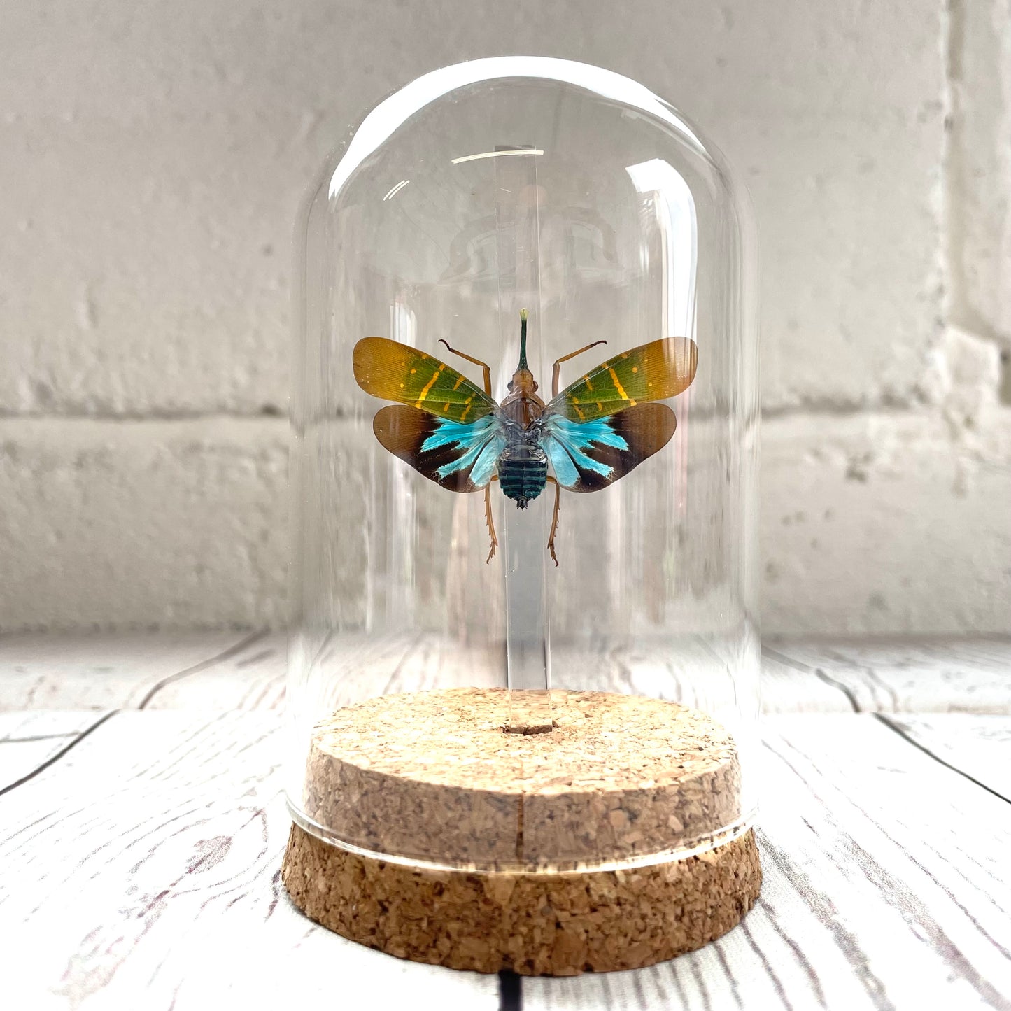 Lanternfly (Saiva transversolineata) Cicada Glass Bell Cloche Dome Display Jar Insect