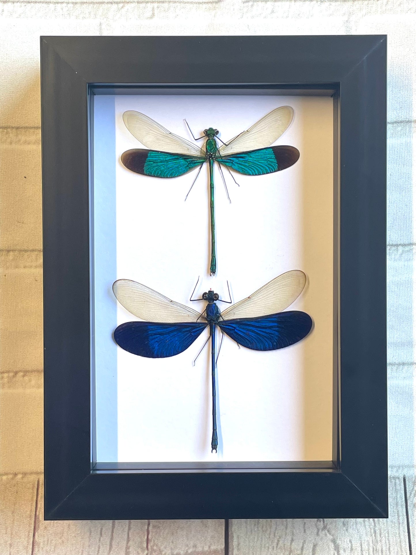 Damselfly Pair (Neurobasis) Dragonfly Deep Shadow Box Frame Display Insect Bug