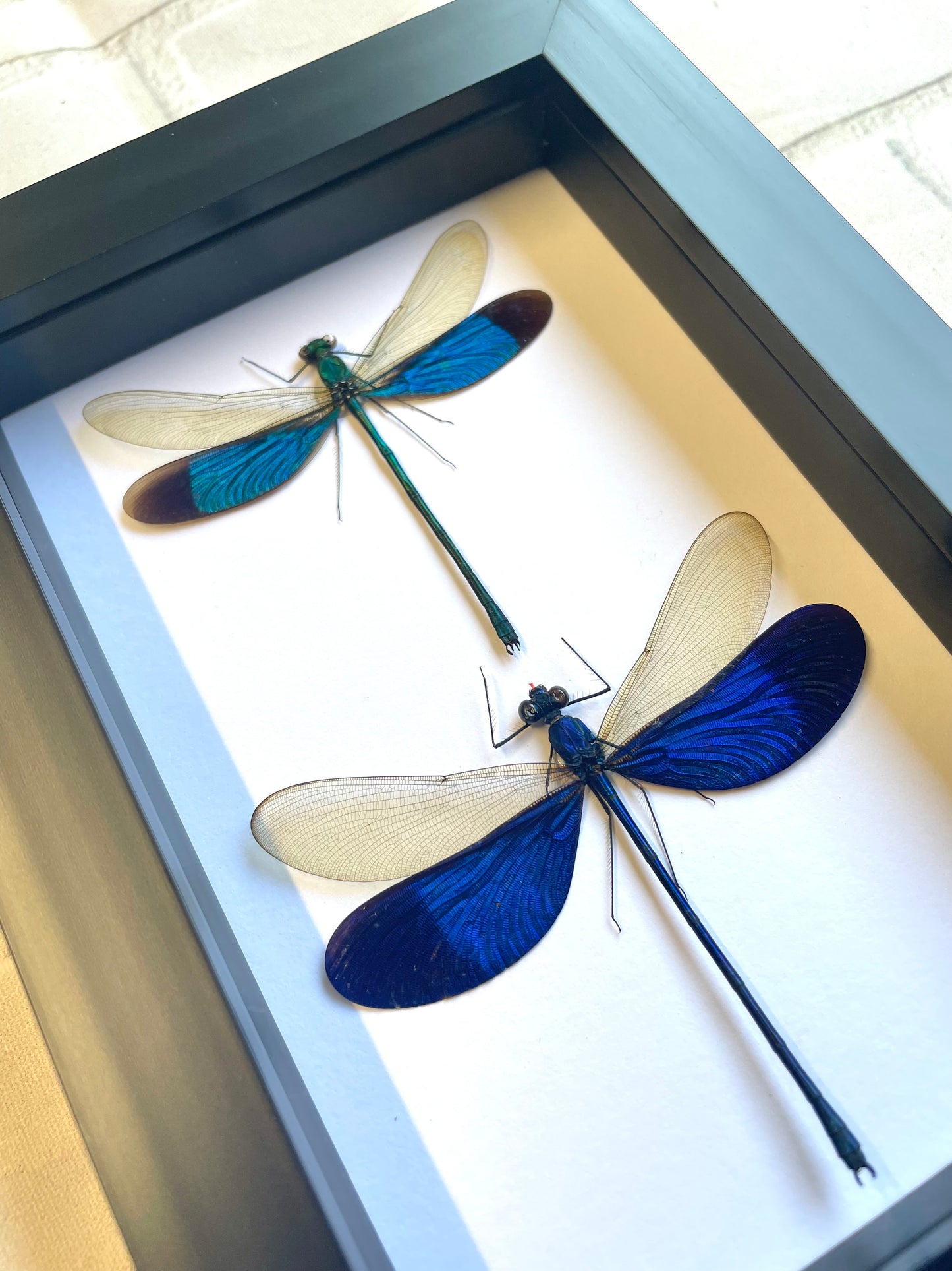 Damselfly Pair (Neurobasis) Dragonfly Deep Shadow Box Frame Display Insect Bug