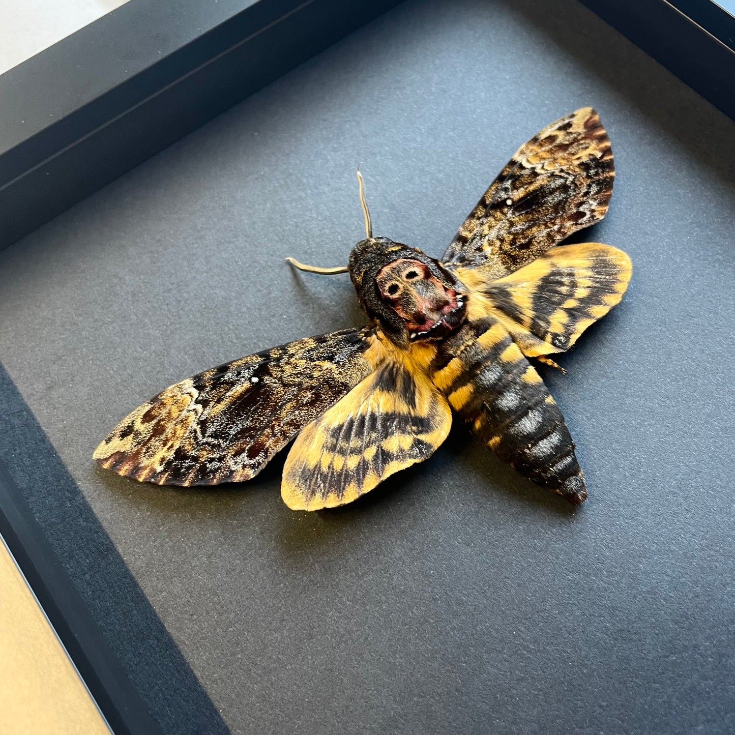 Greater Death's Head Hawk Moth (Acherontia lachesis) in Deep Baroque Style Shadow Box Frame Display