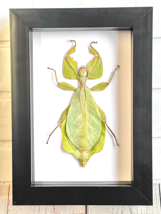 The Andaman Walking Leaf (Cryptophyllium westwoodii) Deep Shadow Box Frame Display Beetle Insect Bug