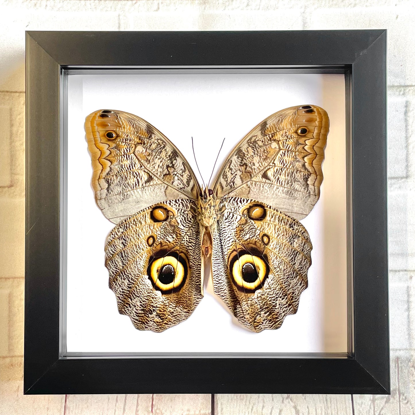 The Brazilian Owl Butterfly (Caligo brasiliensis) Deep Shadow Box Frame Display Insect Bug