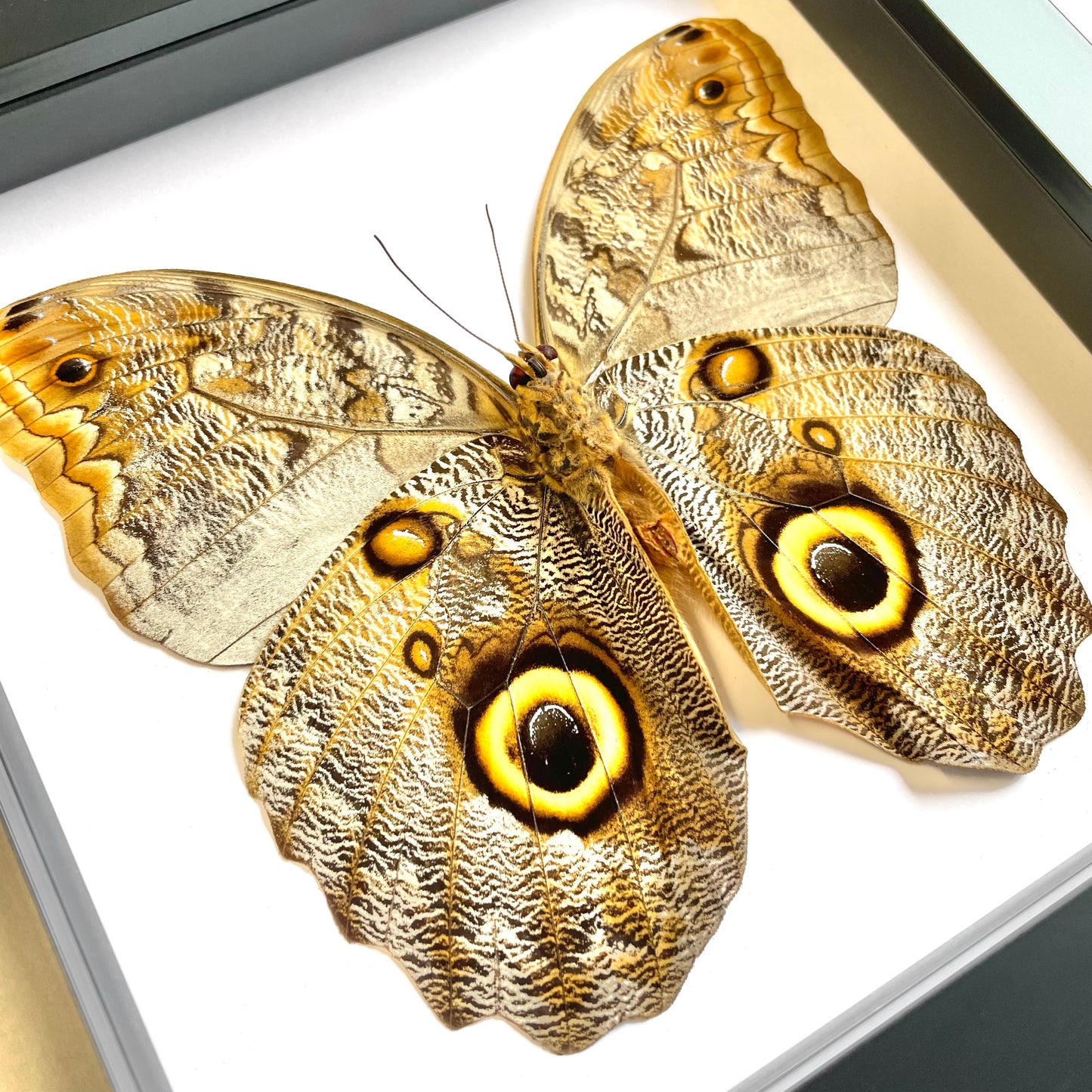 The Brazilian Owl Butterfly (Caligo brasiliensis) Deep Shadow Box Frame Display Insect Bug