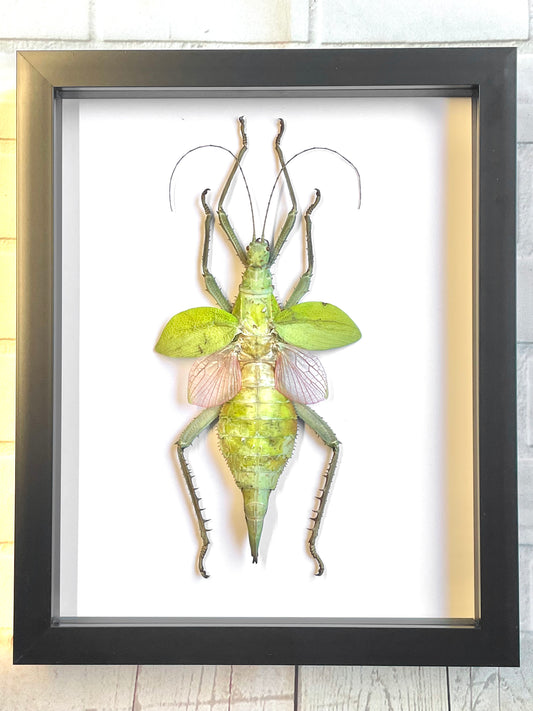 Jungle Nymph Stick Insect (Heteropteryx dilatata) Female Deep Shadow Box Frame Display Beetle Insect Bug