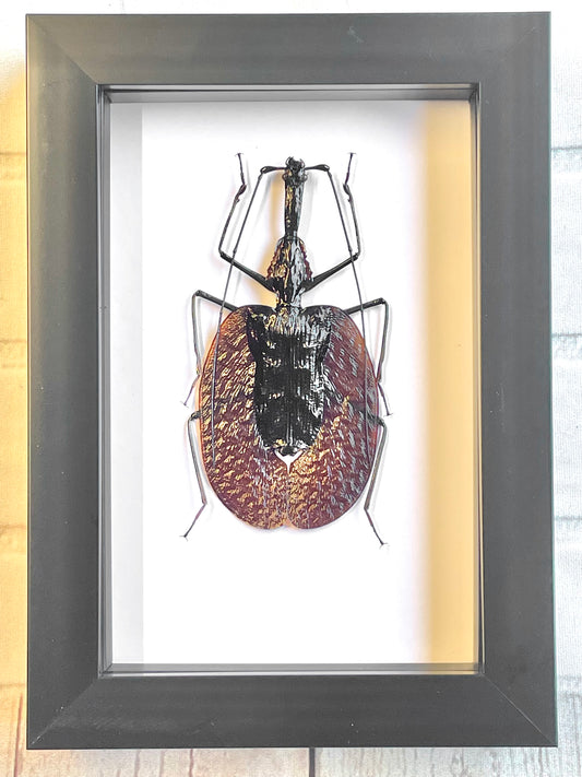 The Violin Beetle (Mormolyce phyllodes) Deep Shadow Box Frame Display Insect Bug