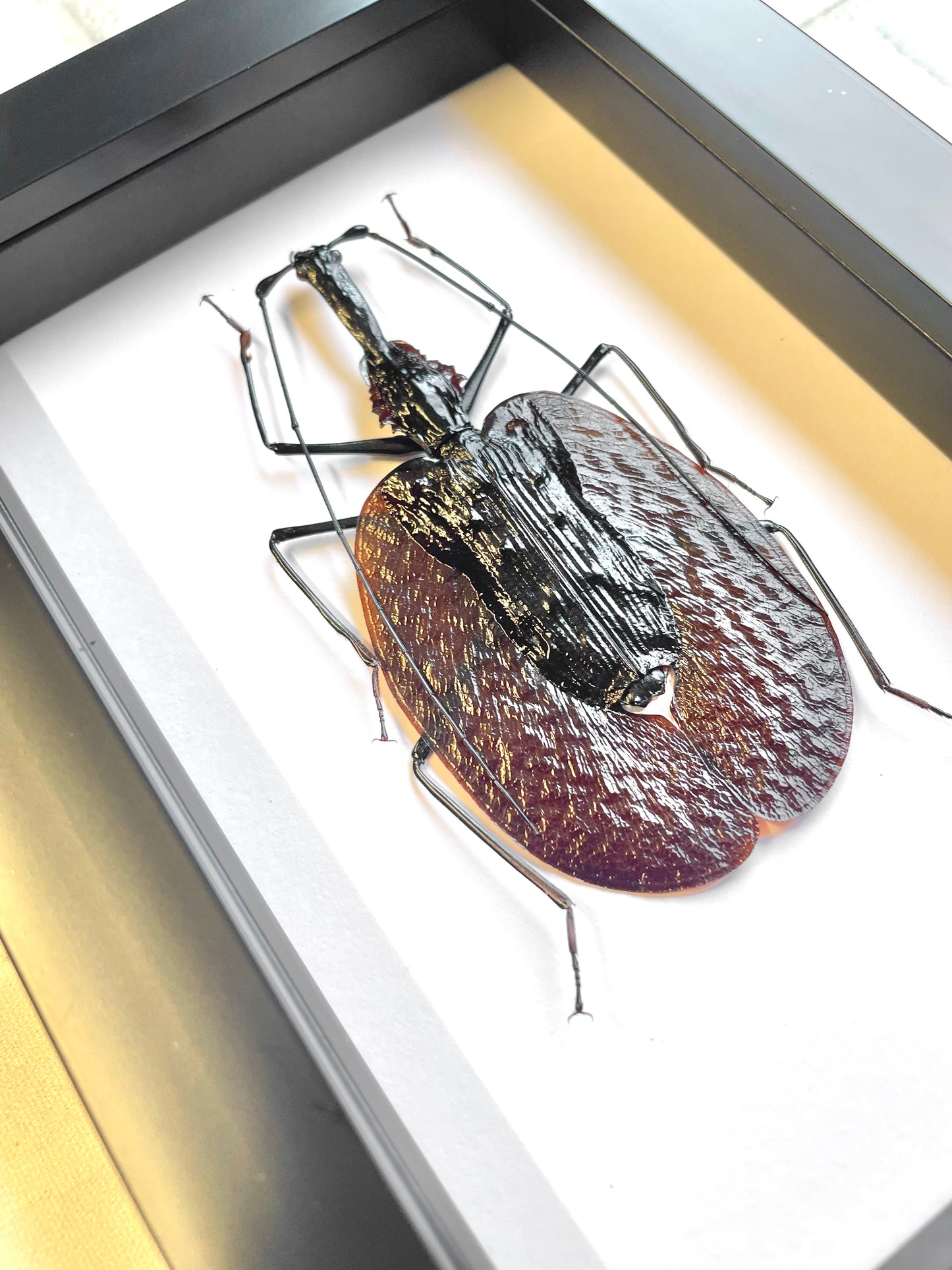 The Violin Beetle (Mormolyce phyllodes) Deep Shadow Box Frame Display Insect Bug