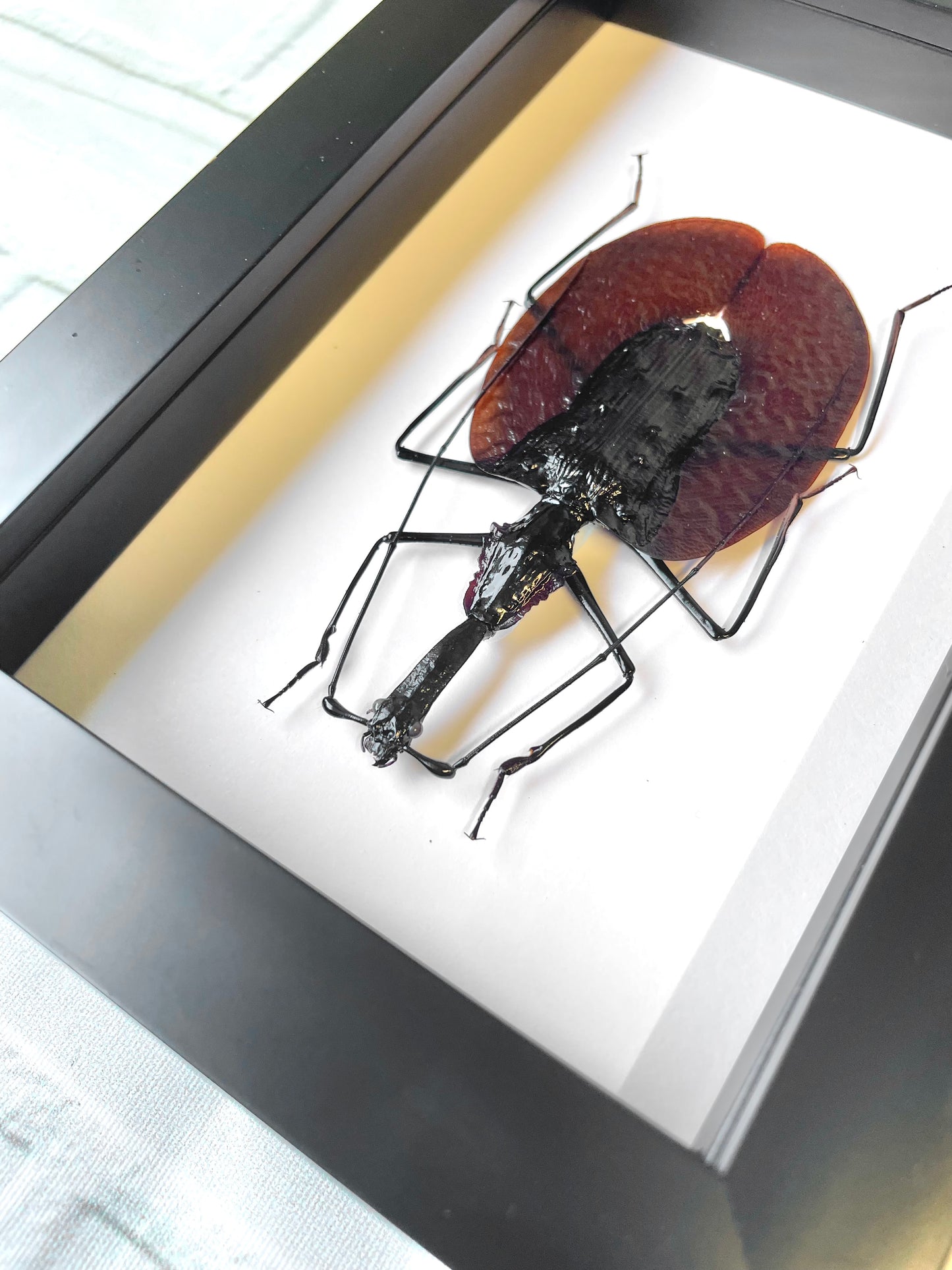 The Violin Beetle (Mormolyce phyllodes) Deep Shadow Box Frame Display Insect Bug