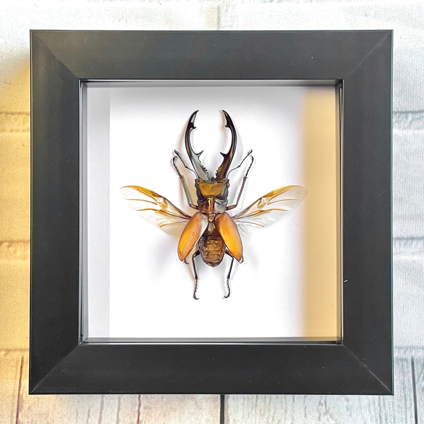 Long Jaw Stag Beetle (Cyclommatus tarandus) Deep Shadow Box Frame Display Insect Bug