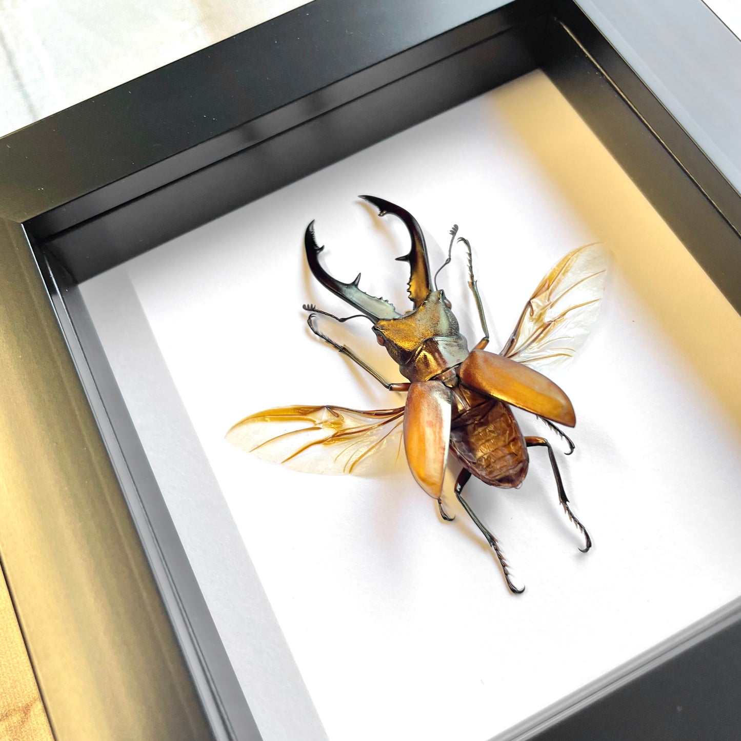 Long Jaw Stag Beetle (Cyclommatus tarandus) Deep Shadow Box Frame Display Insect Bug