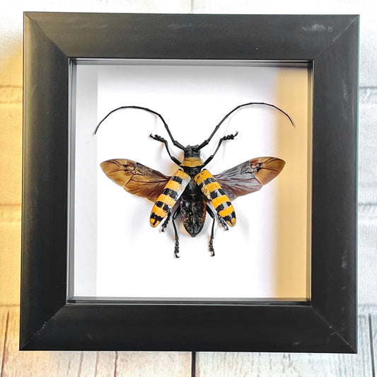 Red Striped Longhorn Beetle (Nemophas grayii) Female Deep Shadow Box Frame Display Insect Bug