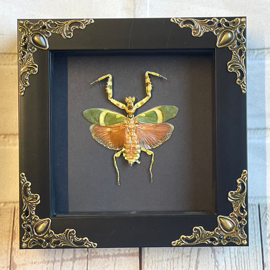 Banded Flower Mantis (Theopropus elegans) Baroque Style Deep Shadow Box Frame Display Insect Bug