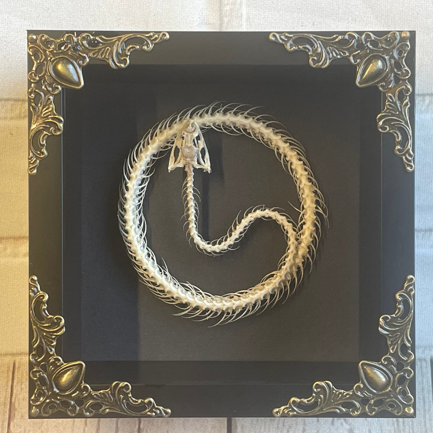 Painted Bronzeback Snake (Dendrelaphis pictus) Coiled Skeleton in Baroque Style Deep Shadow Box Frame Display