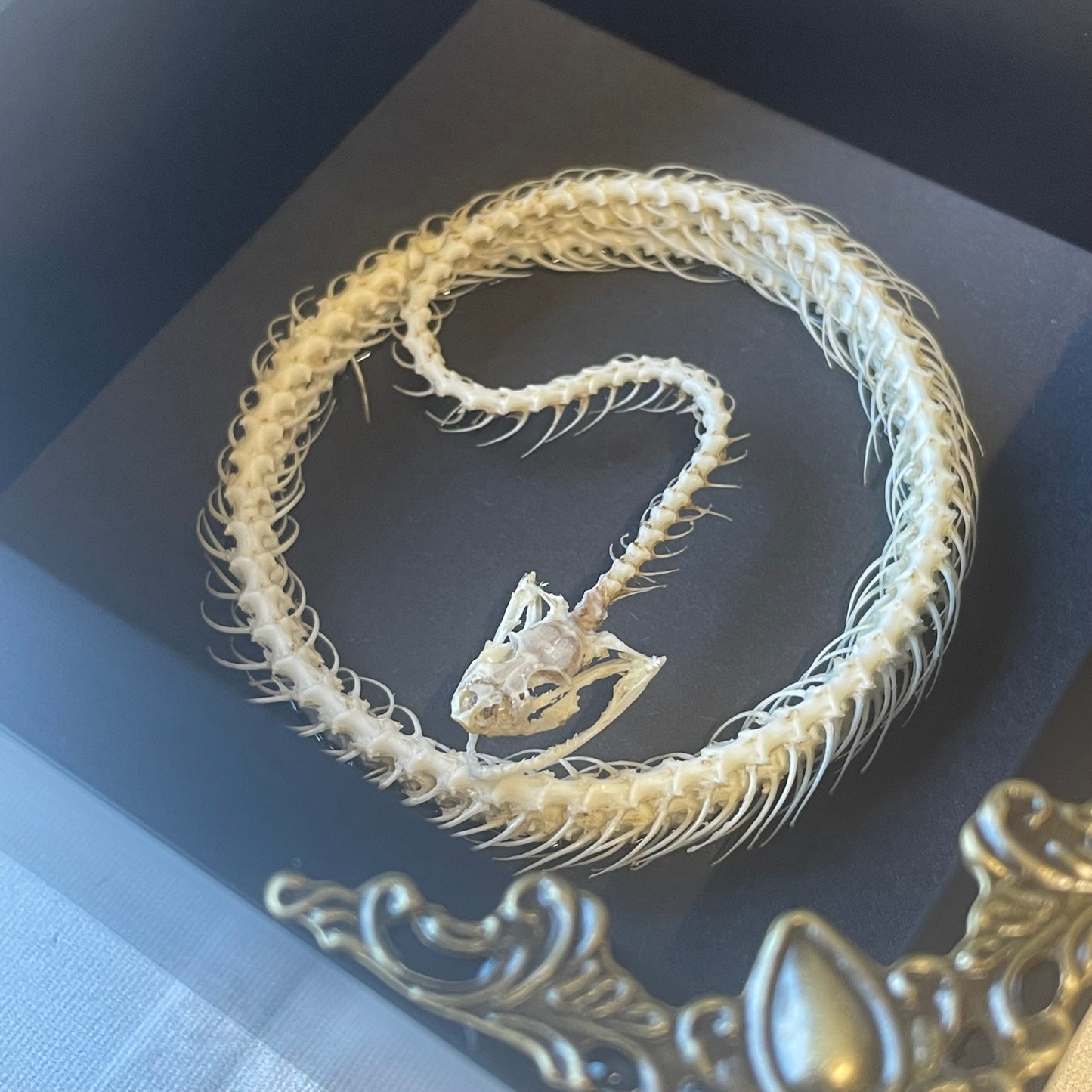 Painted Bronzeback Snake (Dendrelaphis pictus) Coiled Skeleton in Baroque Style Deep Shadow Box Frame Display