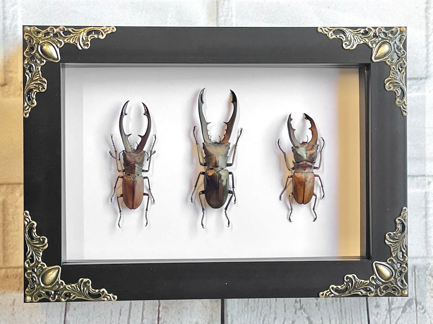 Long Jaw Stag Beetle Collection Cyclommatus Species Baroque Style Deep Shadow Box Frame Display Insect Bug