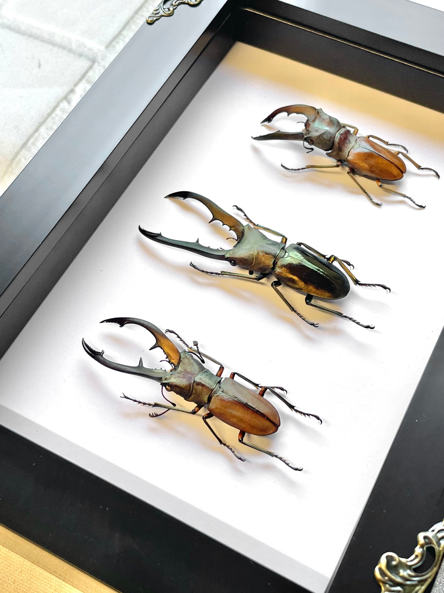 Long Jaw Stag Beetle Collection Cyclommatus Species Baroque Style Deep Shadow Box Frame Display Insect Bug