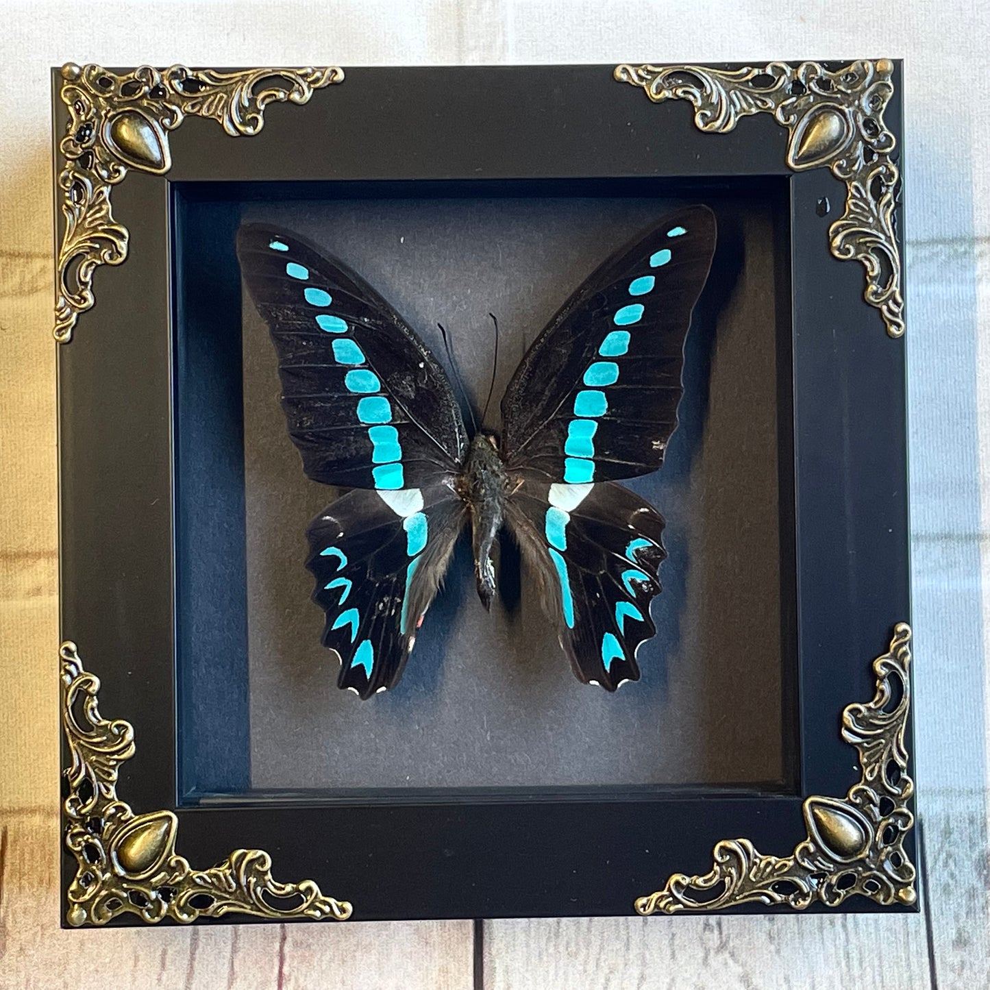 Milon's Swallowtail Butterfly (Graphium milon) in Baroque Style Deep Shadow Box Frame Display Insect Bug