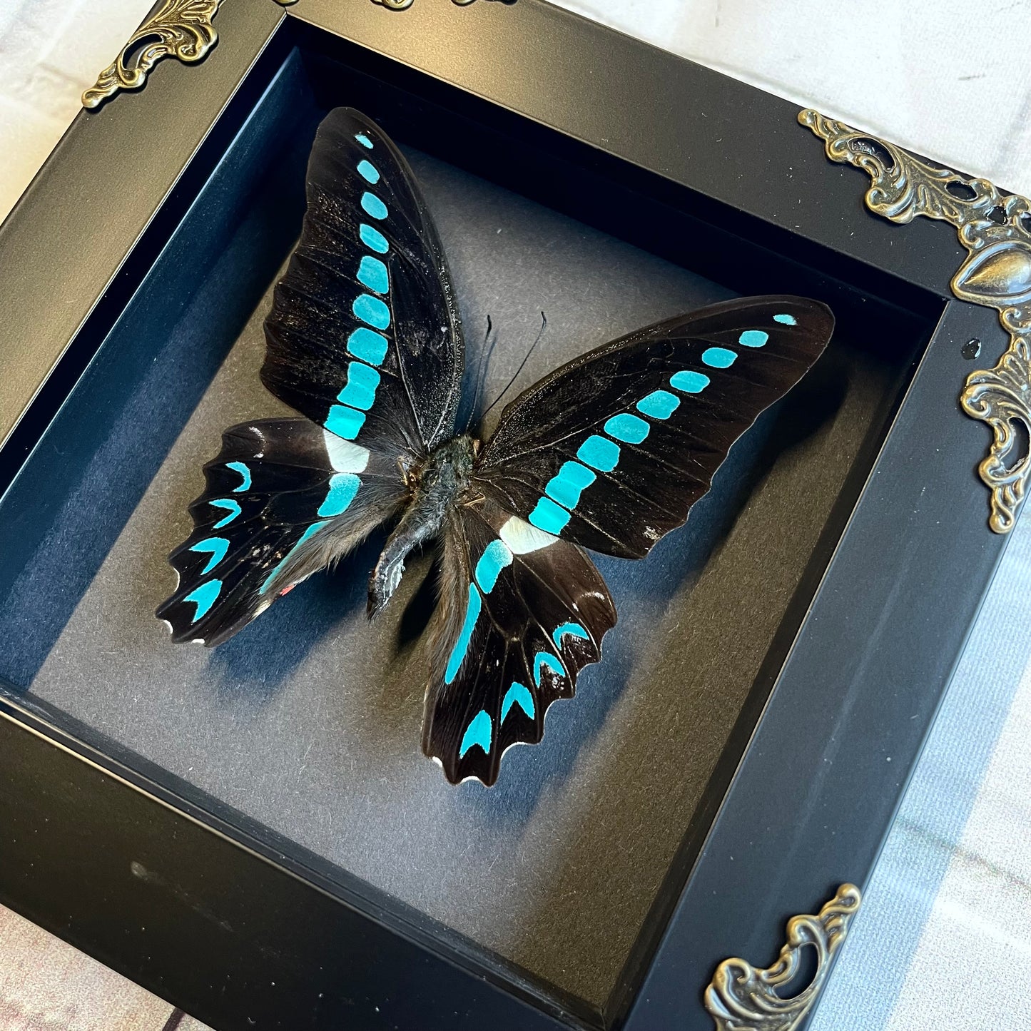 Milon's Swallowtail Butterfly (Graphium milon) in Baroque Style Deep Shadow Box Frame Display Insect Bug