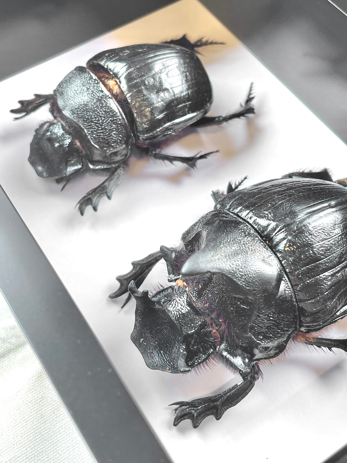 Elephant Dung Beetle Pair (Heliocopris dominus) Deep Shadow Box Frame Display Insect Bug