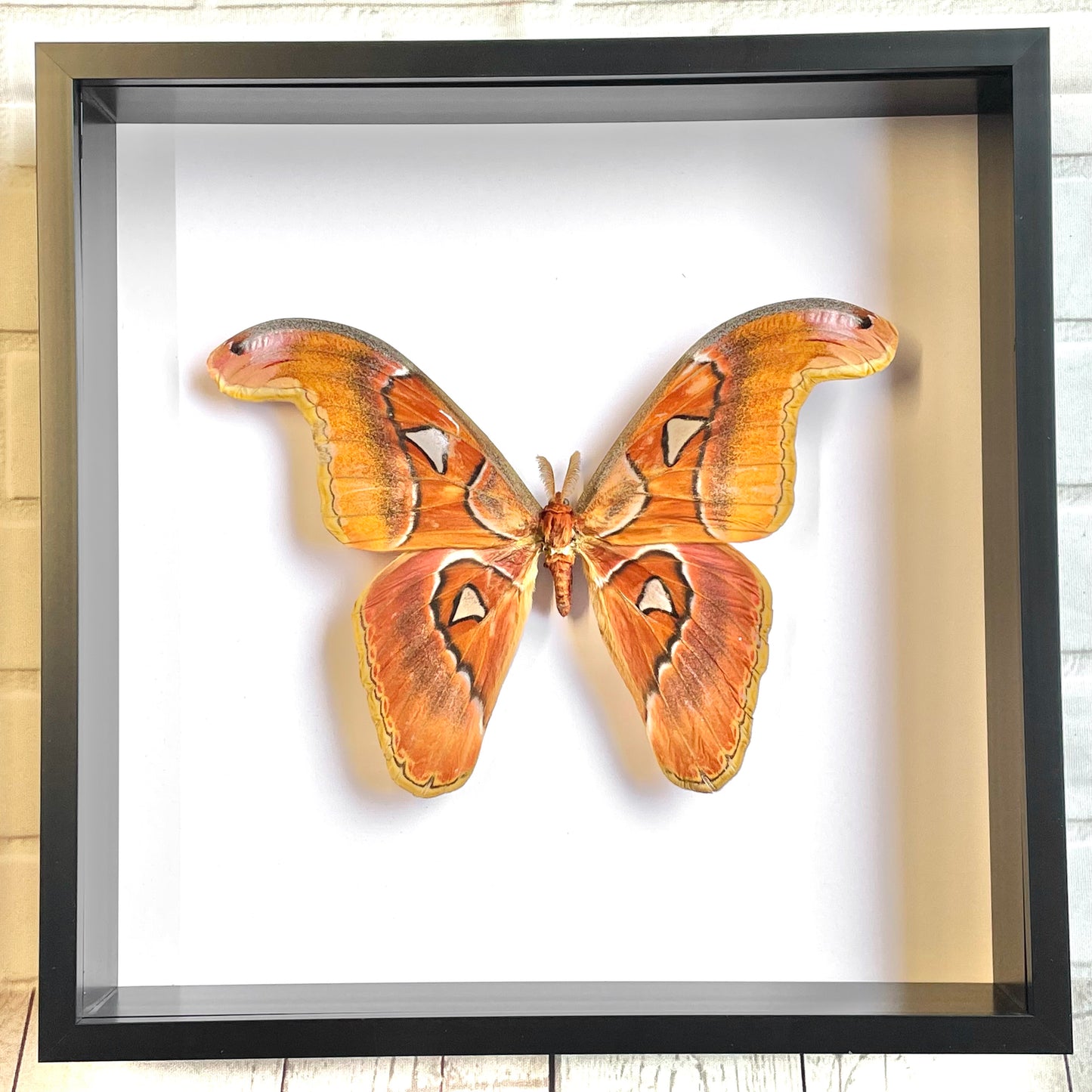 The Philippine Attacus Moth (Attacus lorquinii) Deep Shadow Box Frame Display Insect Butterfly Bug