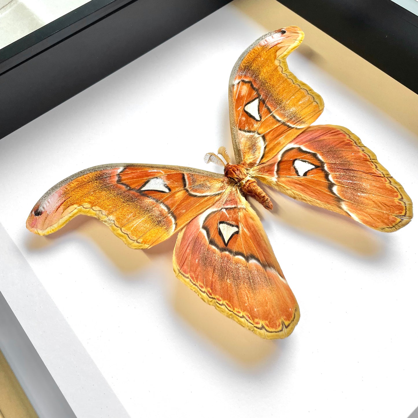 The Philippine Attacus Moth (Attacus lorquinii) Deep Shadow Box Frame Display Insect Butterfly Bug