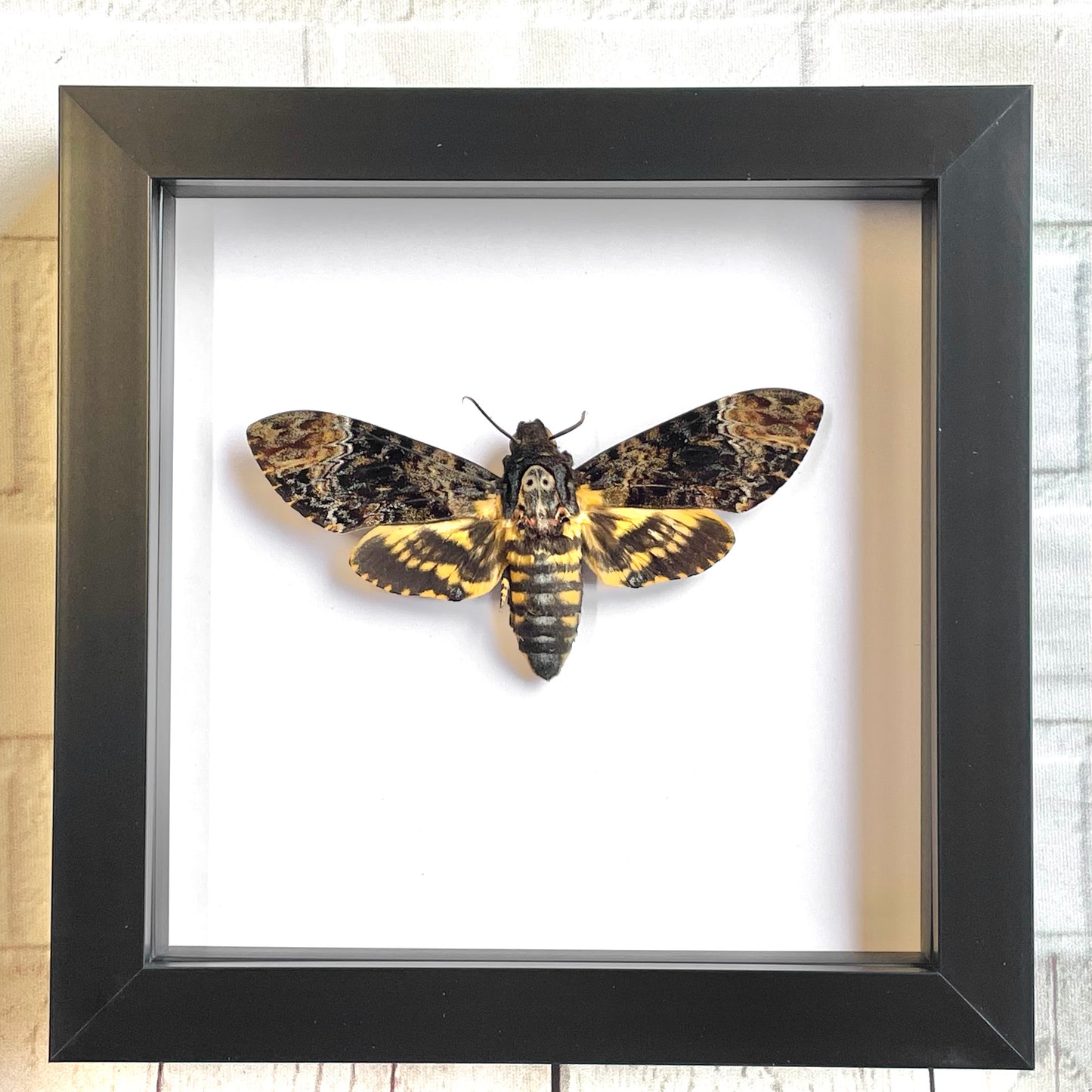 Greater Death's Head Hawk Moth (Acherontia lachesis) Deep Shadow Box Frame Display Insect Bug