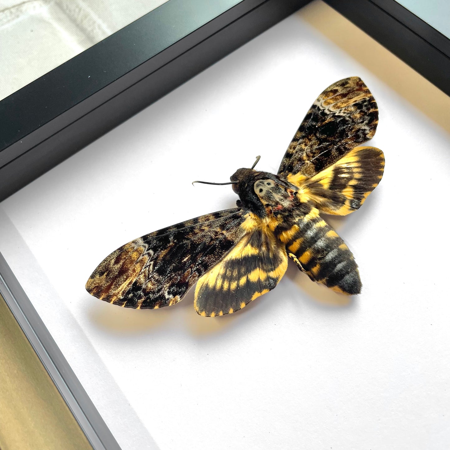 Greater Death's Head Hawk Moth (Acherontia lachesis) Deep Shadow Box Frame Display Insect Bug