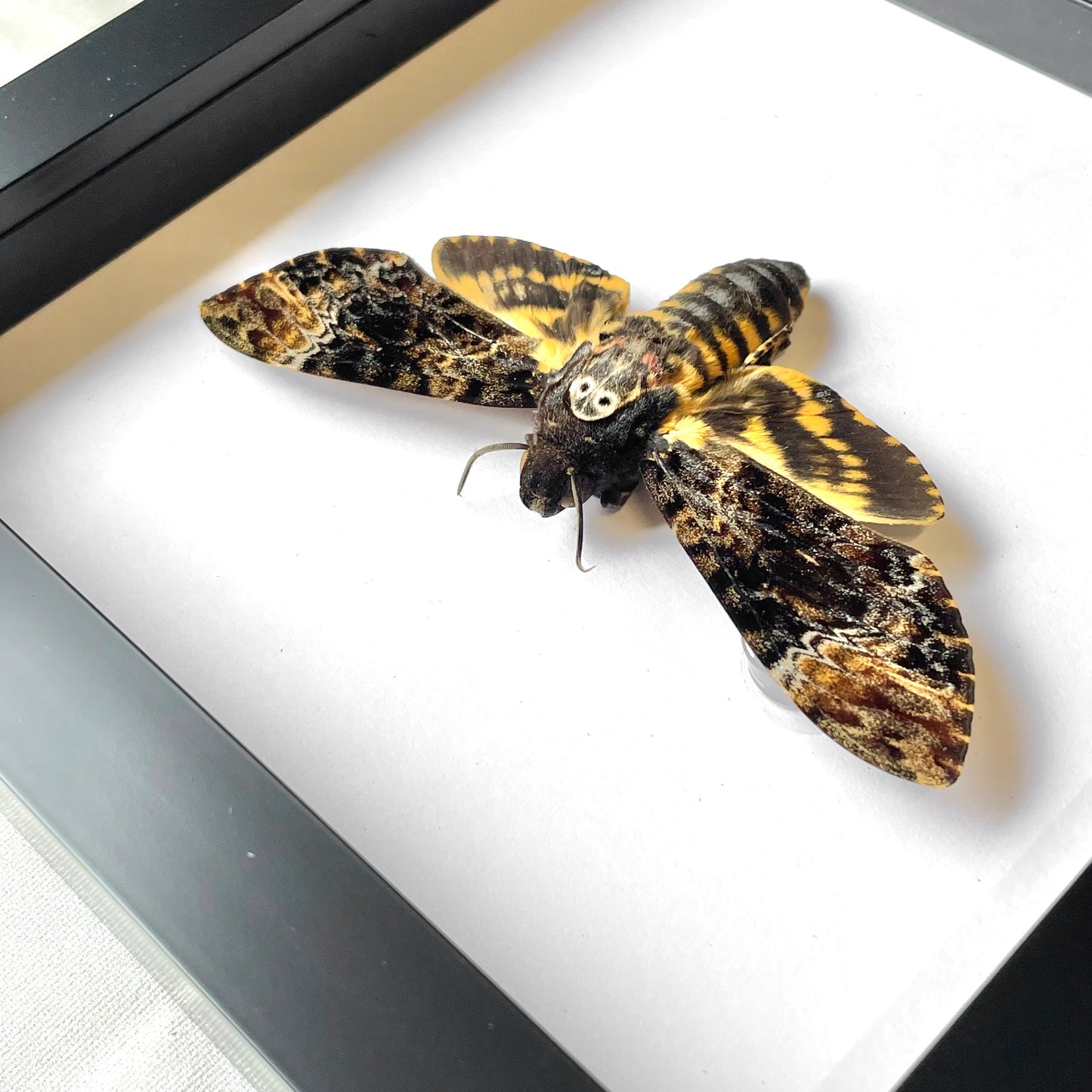 Greater Death's Head Hawk Moth (Acherontia lachesis) Deep Shadow Box Frame Display Insect Bug