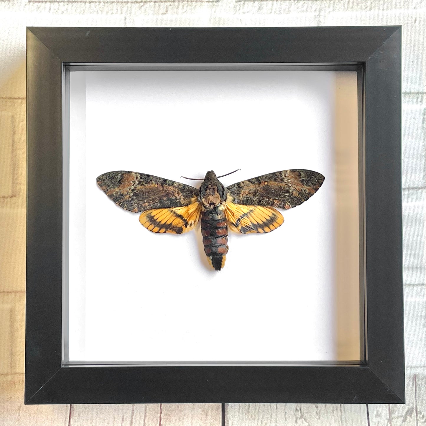 Lesser Death's Head Hawk Moth (Acherontia styx) Deep Shadow Box Frame Display Insect Bug