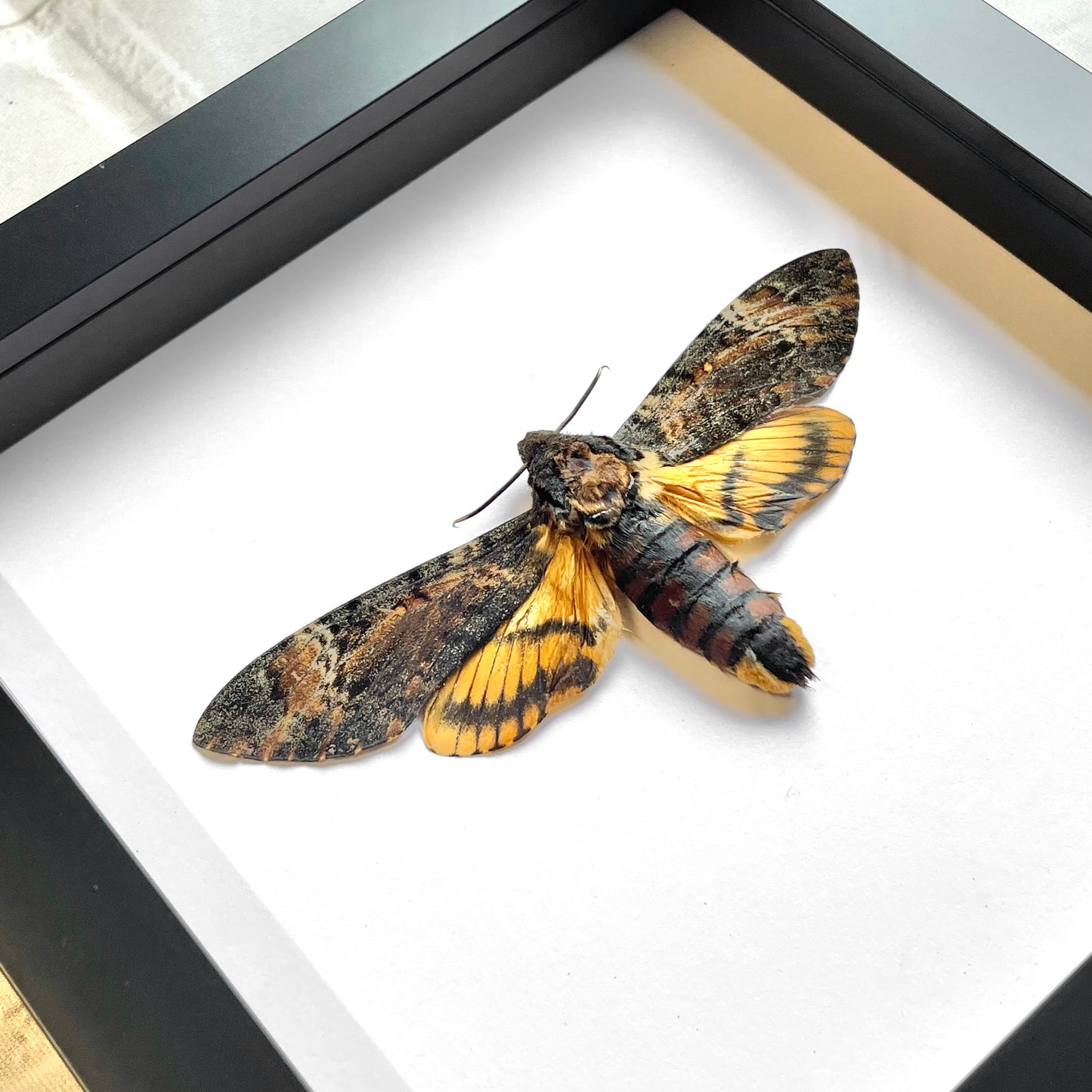 Lesser Death's Head Hawk Moth (Acherontia styx) Deep Shadow Box Frame Display Insect Bug